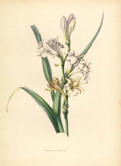 Tubéreuse, Polianthes tuberosa - Unknown